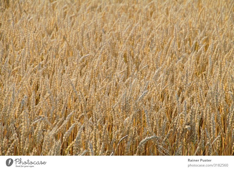 Cornfield in the sun Food Grain Nutrition Organic produce Vegetarian diet Thanksgiving Agriculture Forestry Sun Climate change Grain field Field Yellow Gold