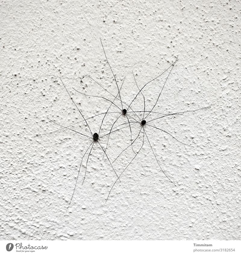 Spider Meeting Spider legs spider body meeting 3 Narrow at the same time group Close-up Deserted Wall (building) bailer Rough White Black