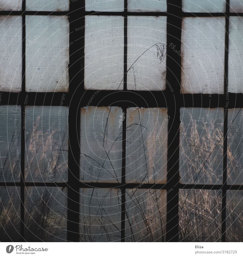 Old barred window with dry grasses behind Window latticed structure texture nostalgically Grating built Captured outlook jail penned view outside Gloomy bleak