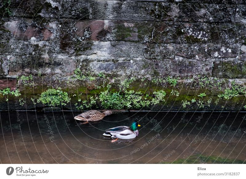Entis Wild animal Duck birds 2 Animal Green Water Channel Wall (barrier) Couple Swimming & Bathing Colour photo Exterior shot Deserted Copy Space left