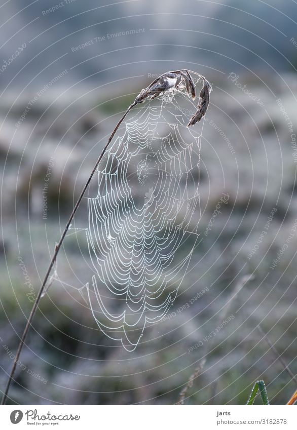 ice net Nature Landscape Plant Drops of water Autumn Winter Climate Climate change Ice Frost Grass Meadow Field Cold Wet Natural Spider's web Colour photo