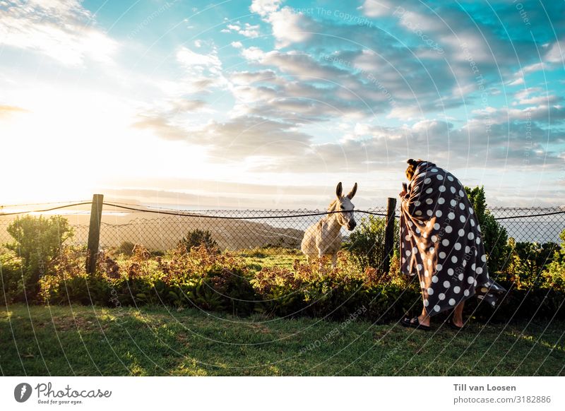 white donkey on fence at sunrise Donkey Fence Sunrise paradise turquoise blue Clouds in the sky Blanket Spotted Green Animal South Africa Sandals