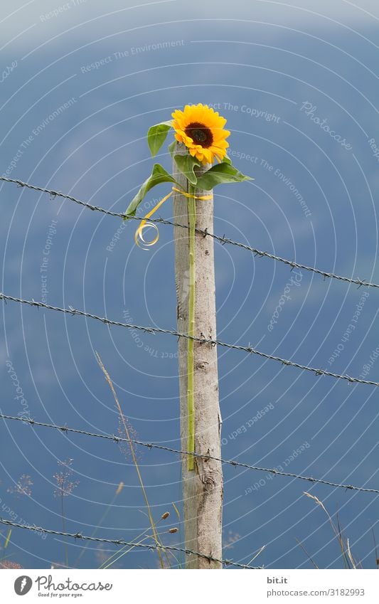 1400 l Sunny views, no limits... Environment Nature Landscape Climate Plant Flower Beautiful Sunflower Fence post Barbed wire Border Freedom Monument