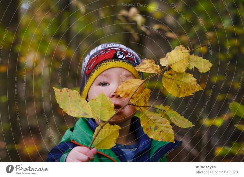 Little boy in autumn forest Playing Adventure Boy (child) 1 Human being 1 - 3 years Toddler Nature Autumn Beech leaf Twigs and branches Forest Jacket Cap