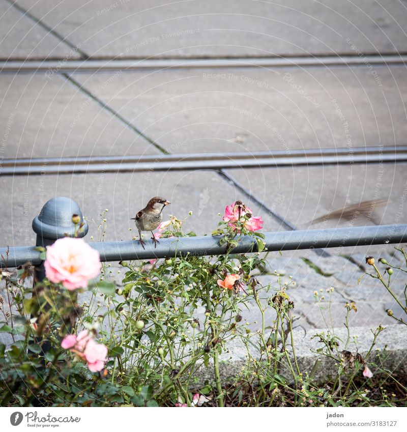 roadside green with sparrow and fleeting sparrow. Flower pink Bird Sparrow Animal Exterior shot Animal portrait Nature Deserted Environment pole Wild animal