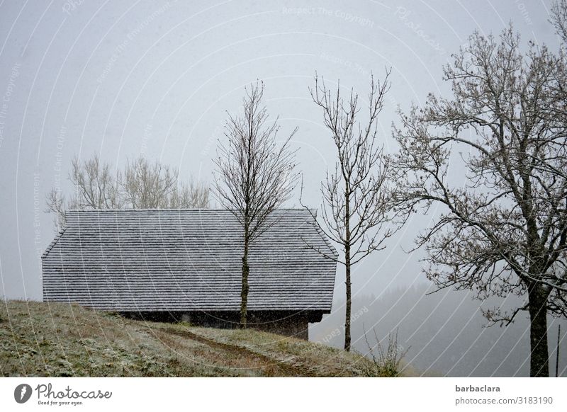 cold November day in the Black Forest Landscape Autumn Winter Fog Ice Frost Snow Snowfall Tree House (Residential Structure) Roof Cold Gray White Moody