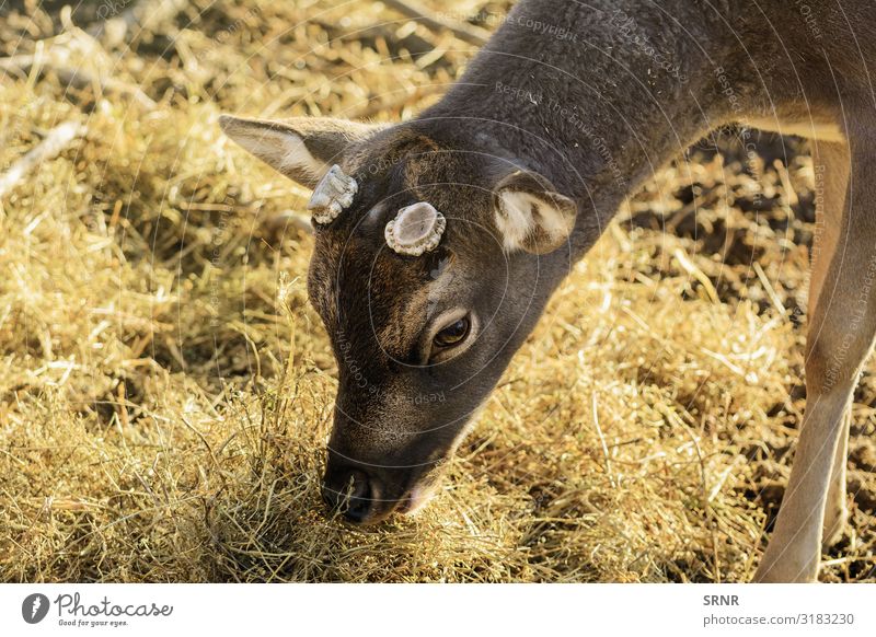 Deer Eating Environment Animal Wild artiodactyl cleft-footed cloven-footed cloven-hoofed even-toed eye fauna Hay Mammal muzzle Ruminant straw wildlife