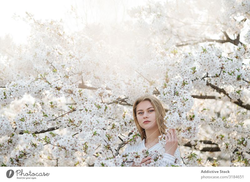 Beautiful woman amidst white flowers Woman Tree Blooming Branch of business Spring White Flower Garden Youth (Young adults) Blossom Plant Aromatic Scent