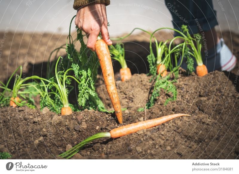 Crop woman harvesting carrot in garden Woman Carrot Harvest Garden Earth pulling Sit Sunbeam Day Farm Organic Food Vegetable Agriculture Plant Fresh Healthy