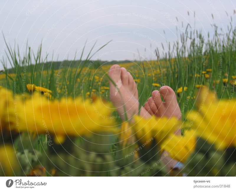 dandelion Flower Meadow Break Toes Dandelion Calm Sleep Relaxation Feet Lie Barefoot