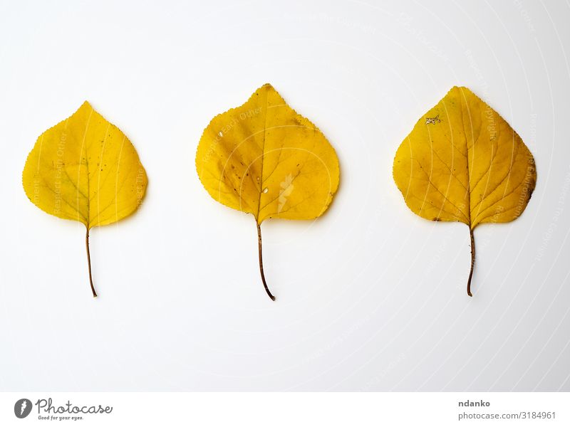 three yellow dried apricot leaves Garden Environment Nature Plant Autumn Tree Leaf Fresh Bright Natural Yellow Gold Green White Colour Apricot backdrop