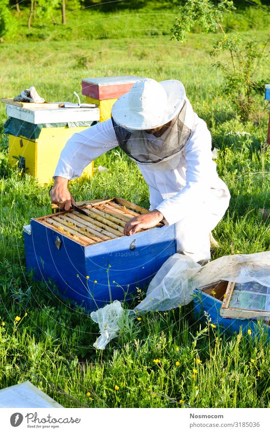 Man bee keeper inspecting her bees boxes Food Vegetable Candy Design Beautiful Summer Garden Work and employment Profession Gardening Agriculture Forestry