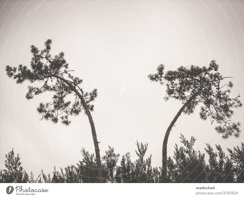 1800 - silhouette clipping pine tree paper cut neutral Environment Nature Landscape Plant Tree Bushes Emotions Moody Romance Beautiful Calm Tolerant Longing