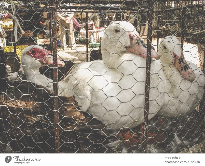 Goose Cage Consumption Cruelty to animals Cage keeping Animal welfare Meat  - a Royalty Free Stock Photo from Photocase