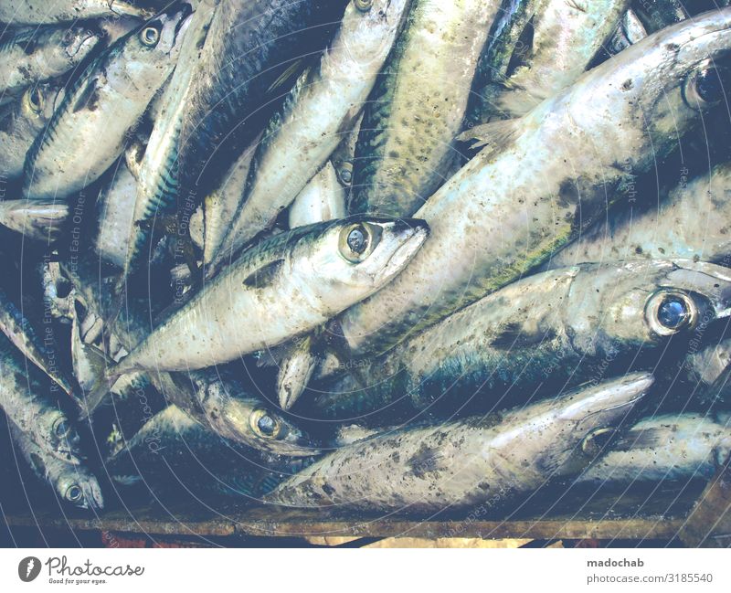Big eyes Food Fish Seafood Nutrition Animal Farm animal Dead animal Scales Group of animals Herd Flock Pack Fresh Shopping Death Colour photo Subdued colour