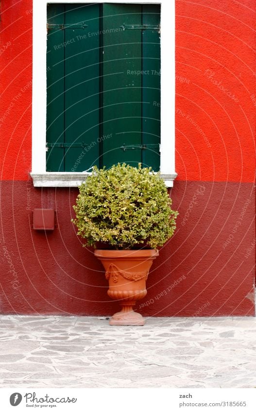 Burano Plant Bushes Agricultural crop Pot plant Venice Italy Village Fishing village Downtown Deserted House (Residential Structure) Wall (barrier)