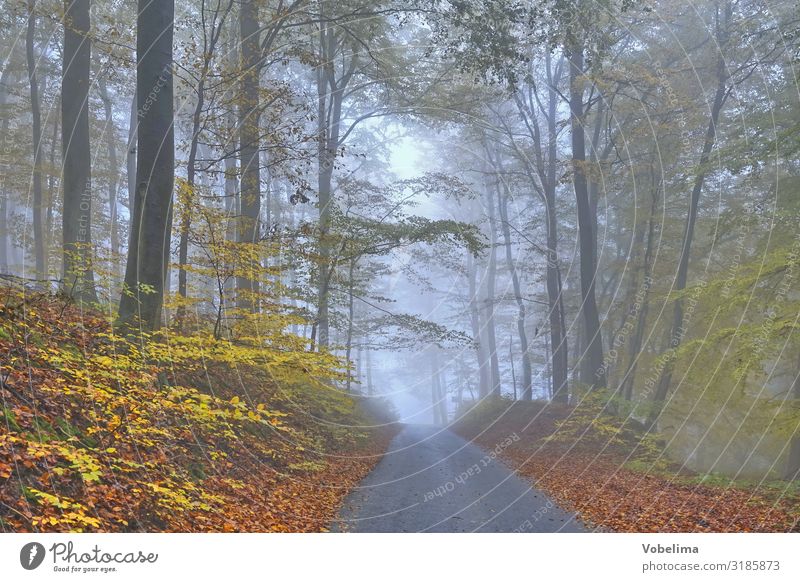 Fog in the autumn forest Tree Forest Blue Brown Green Black Calm spessart Colour photo Exterior shot Deserted Copy Space right Copy Space bottom Day