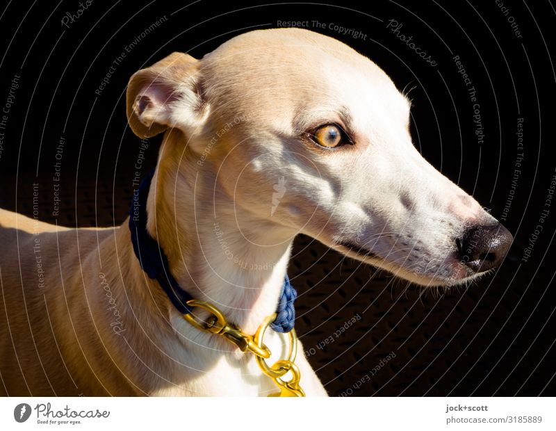 windy dog Elegant Pet Greyhound Animal Dog collar Brown Gold Emotions Watchfulness Senses Status symbol Body tension Dog's snout Companion Purebred dog