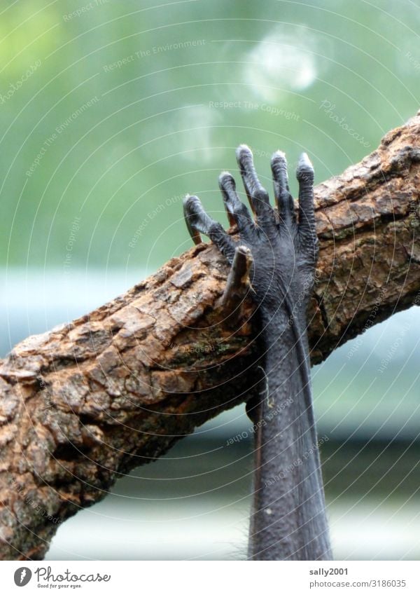 hang out... Tree Branch Animal Wild animal Paw Old World fruit bats 1 To hold on Hang Sleep Exceptional Elegant Relaxation Contentment Comfortable Fingers Thin