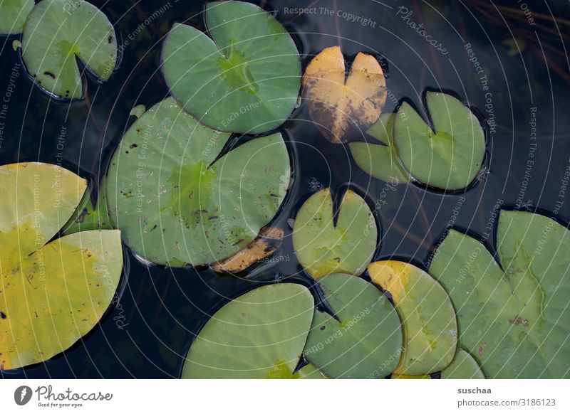 floating leaves water lily Leaf Pond Botanical gardens Karlsruhe Body of water Water Lake Plant Aquatic plant Nature Botany Environment Science & Research Round