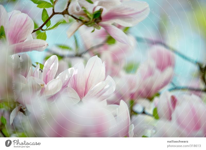 magnolia Environment Nature Plant Tree Flower Leaf Blossom Magnolia tree Branch Magnolia blossom Garden Park Blossoming Fragrance Growth Happiness Fresh Natural