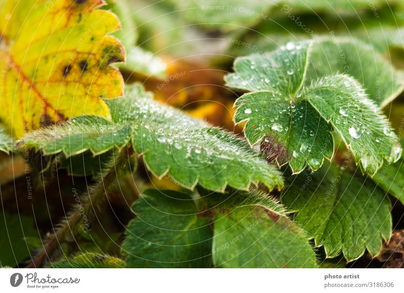 Strawberry plant in autumn when it rains Macro Fruit Environment Nature Plant Earth Water Drops of water Bad weather Leaf Foliage plant Agricultural crop Garden