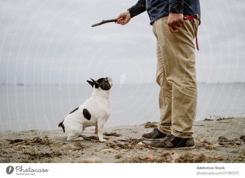 Crop man playing with dog on beach Man Dog Beach Playing Stick Ocean Sand Stand Pet french bulldog owner Joy Animal Nature Water Friendship Purebred Guy