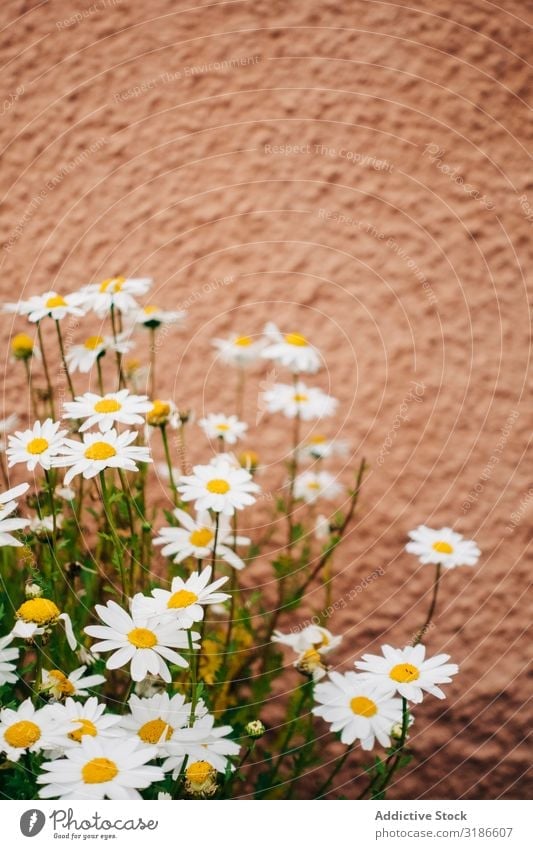 Daisy flowers Flower Nature White Spring Plant Floral Summer Background picture Design Blossom Decoration Illustration Beautiful Natural Garden Chamomile