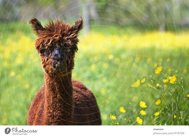 fuzzy head Nature Meadow Animal Farm animal Alpaca 1 Wooly Cool (slang) Natural Livestock breeding Mop of curls Colour photo Exterior shot Deserted Day