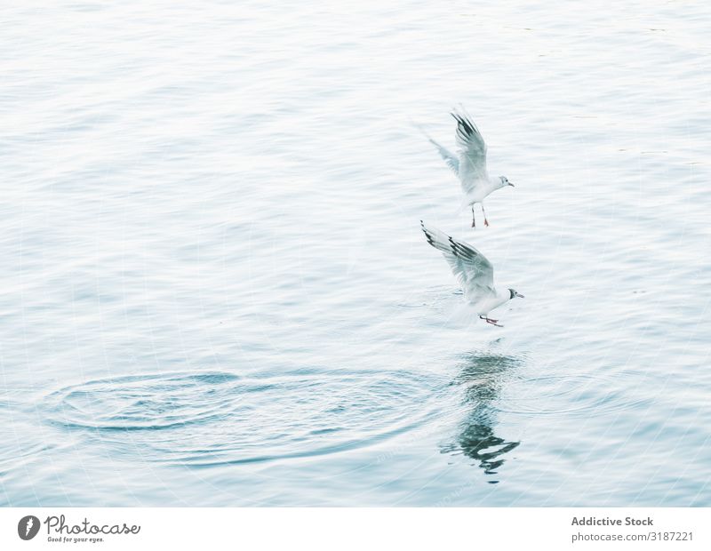 Seagulls hunting and flying over water Hunting Flying Bird Ocean Water Animal Appetite Nature Wild Beautiful Story Freedom Feather wildlife Summer Coast