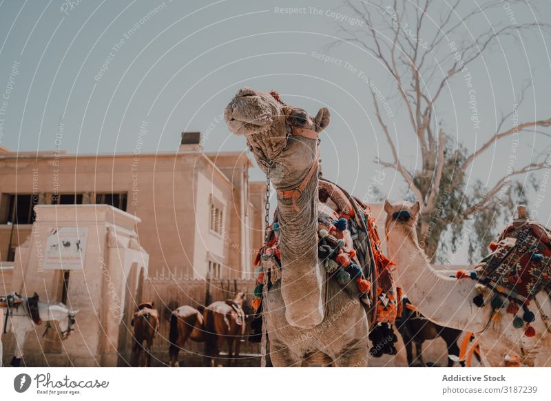 Funny camels in desert Camel Desert Caravan saddled Cairo Egypt Ornament Vacation & Travel Nature Sand Trip Sunbeam Day Dry arid Tourism Dromedary Animal