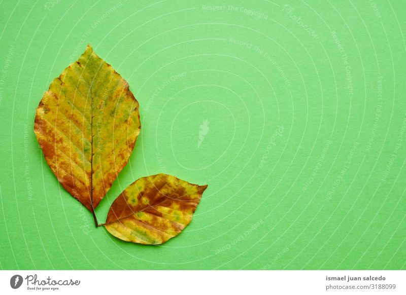 yellow leaves with autumn colors on the green background Leaf Yellow Loneliness Isolated (Position) Ground Nature Natural Exterior shot Neutral Background