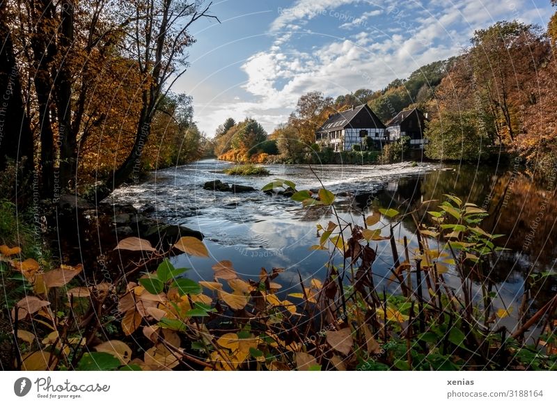 Wipperkotten with Wupper in autumn in the Bergisches Land Vacation & Travel Nature Landscape Sky Autumn Beautiful weather Tree Impatiens River Solingen easels
