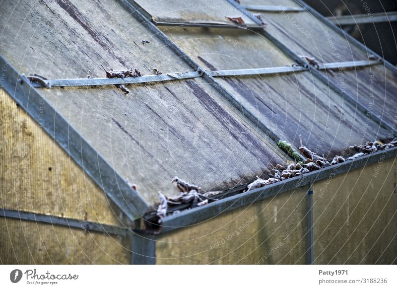 greenhouse Garden Ice Frost Leaf Manmade structures Greenhouse Old Dirty Growth Colour photo Exterior shot Deserted Copy Space left Copy Space middle