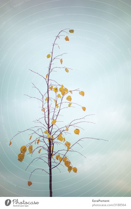 something else on the side Environment Nature Sky Clouds Autumn Winter Climate Plant Tree Leaf Blue Yellow Minimalistic Colour photo Subdued colour