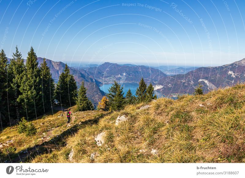 Hiking in the Salzkammergut Vacation & Travel Tourism Trip Freedom Mountain Sports Woman Adults 1 Human being Nature Landscape Sky Cloudless sky Autumn