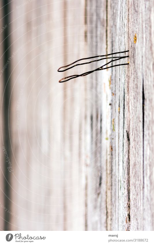 For whatever M-wire on wooden wall Wire Wood grain Thin Authentic Curved Whimsical Futile Useless Colour photo Subdued colour Macro (Extreme close-up) Abstract