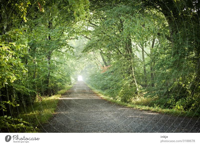 running forest Environment Nature Landscape Spring Summer Beautiful weather Tree Forest Germany Mixed forest Lanes & trails Footpath Fresh Bright Natural Green