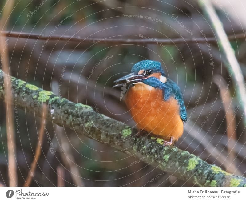 Kingfisher with fish in its beak Nature Animal Sunlight Plant Bushes Twigs and branches Lakeside River bank Wild animal Bird Animal face Wing Claw Beak Eyes