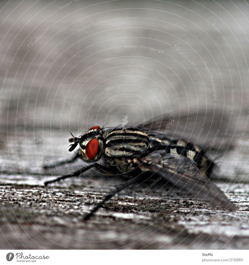 a hairy fly takes a break in flight Fly Hairy fly legs Compound eye Flight break Insect Simple Observe Gray Sit Near Life naturally Red Calm Break Woody