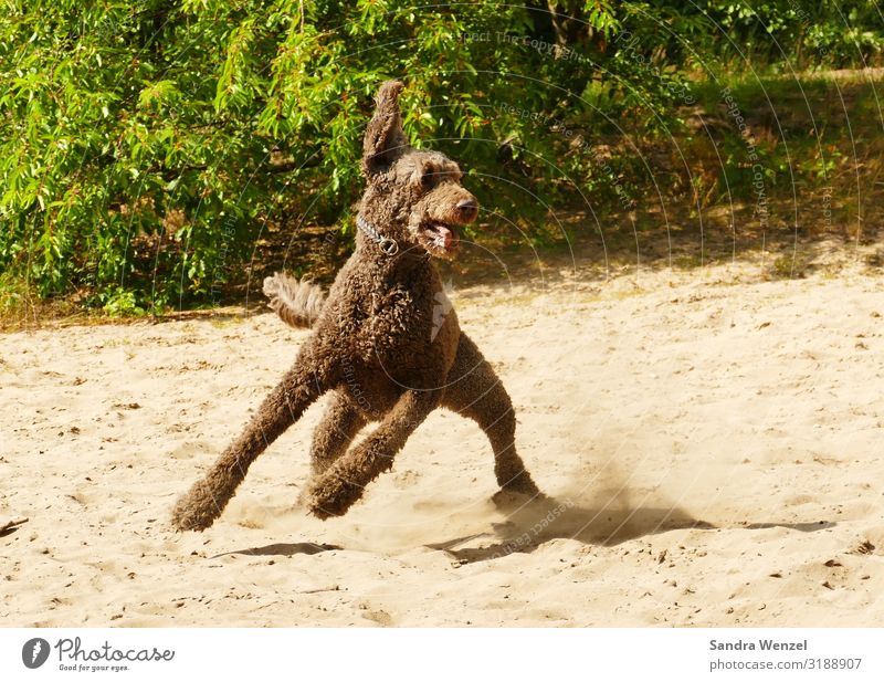 Gustav Fitness Sports Training Animal Pet Dog 1 Movement Rotate Running Moody Joy Happiness Contentment Joie de vivre (Vitality) Power Trust Love of animals