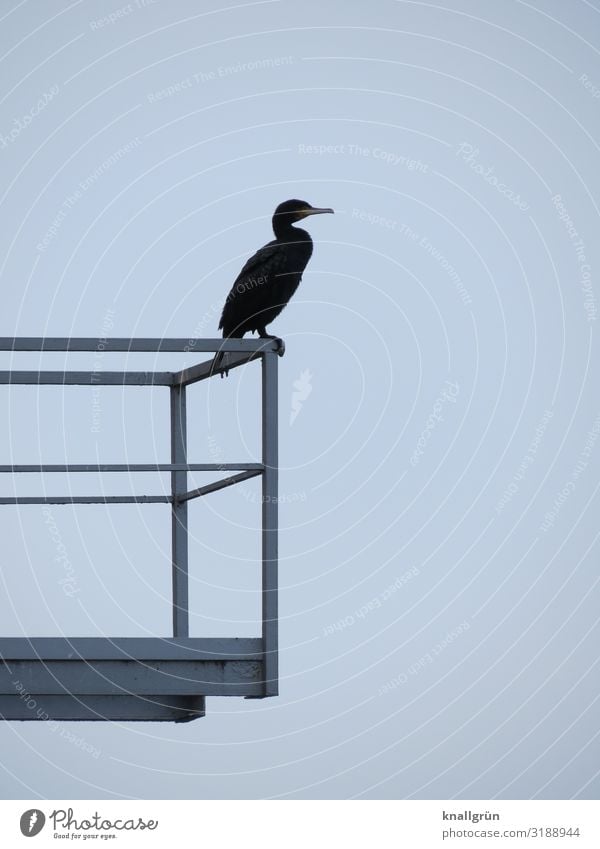 cormorant Balcony Handrail Animal Wild animal Bird 1 Stand Wait Blue Gray Colour photo Exterior shot Deserted Copy Space right Copy Space top Copy Space bottom
