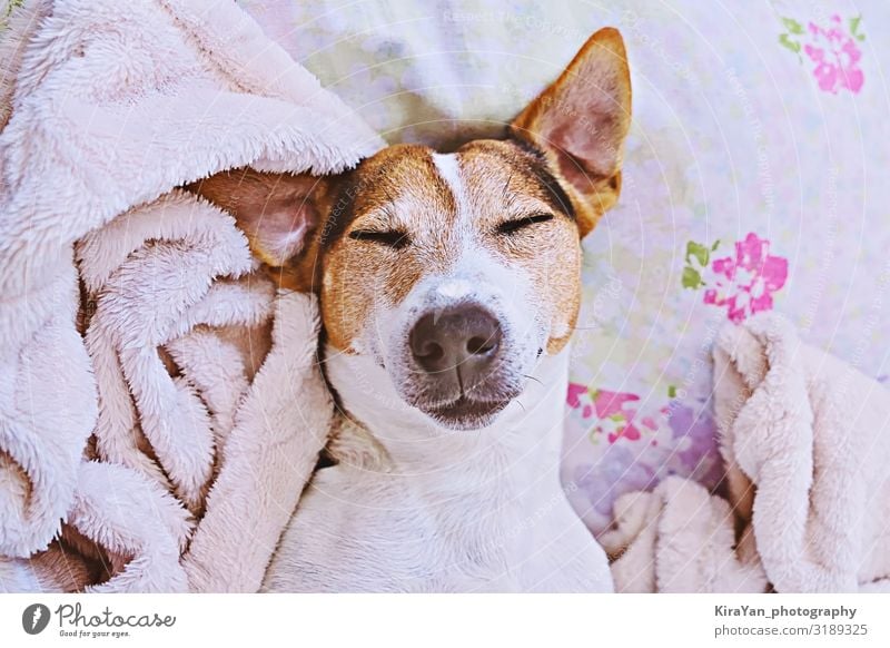 Sleepy cute dog in blanket on bed Lifestyle Health care Harmonious Leisure and hobbies Bedroom Adults Head Animal Pet Smiling Dream Funny Cute Above Pink White