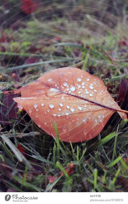 colourful leaf with drops Plant Water Drops of water Autumn Beautiful weather Grass Leaf Garden Park Brown Green Red Autumnal colours Play of colours Rain