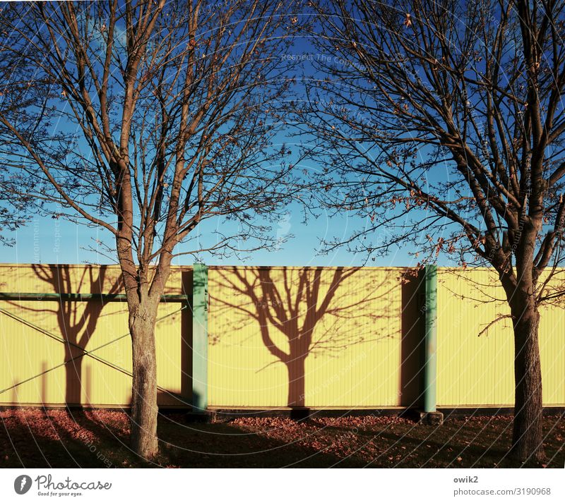 mural Environment Nature Plant Cloudless sky Autumn Beautiful weather Tree Grass Shade of a tree Branch Twigs and branches Wall (barrier) Wall (building) Wood