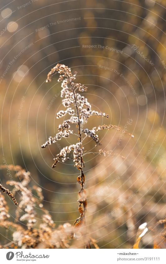 In backlight Nature Landscape Plant Grass Bushes Meadow Brown Gold White Still Life Autumn Blur Shallow depth of field Isolated Image Shriveled Colour photo