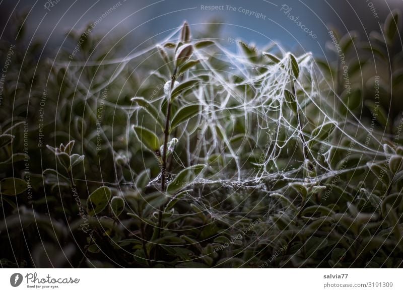 spider type Environment Nature Plant Water Drops of water Autumn Leaf Bushes Privet Dew Hoar frost Frost Garden Park Exceptional Cobwebby Work of art