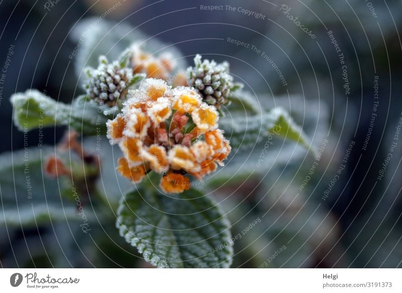 Flower, buds and leaves of a changeling with ice crystals in autumn Environment Nature Plant Autumn Ice Frost Leaf Blossom Yellow sage Park Blossoming Freeze