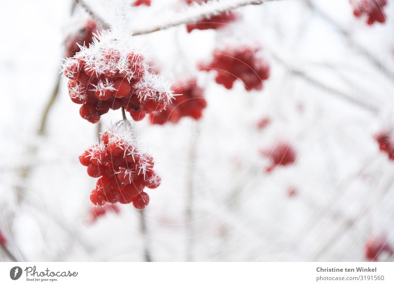 frozen red berries on a snowball bush Environment Nature Winter Climate change Ice Frost Plant Bushes summer snowball Guelder rose Berries Esthetic Exceptional