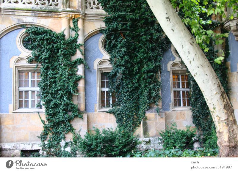 adhesion Plant Tree Bushes Ivy Leaf Foliage plant Budapest Town Capital city Palace Castle Ruin Facade Window Growth Old Historic Blue Colour photo
